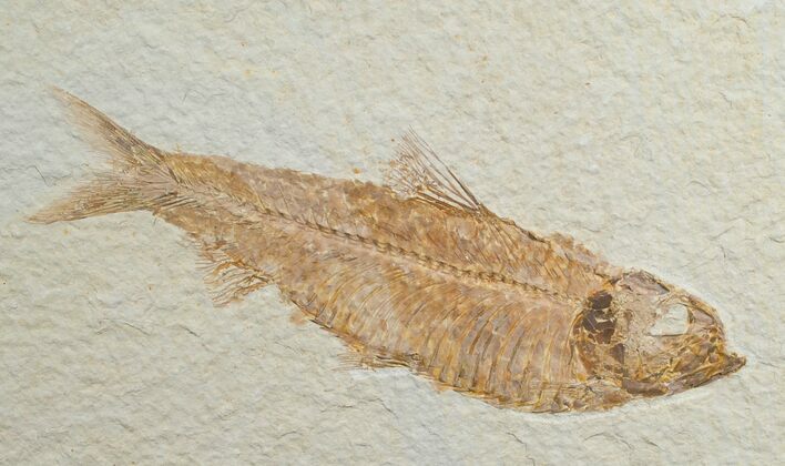 Large Knightia Fossil Fish - Wyoming #6562